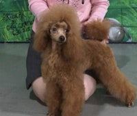 a woman is kneeling down with a poodle in front of her