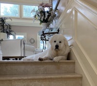 a white dog laying on the stairs of a home
