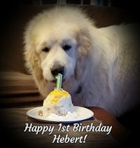 a white dog with a birthday cake