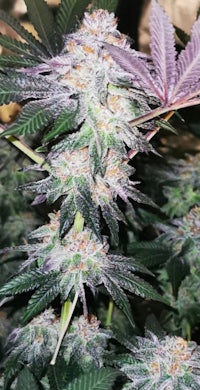 a marijuana plant with purple leaves and purple flowers