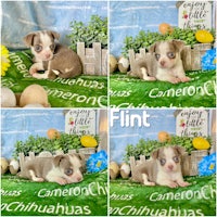 flint chihuahua puppies for sale