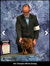 a man in a suit is holding a poodle