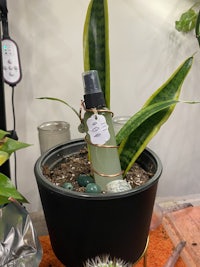 a potted plant with a bottle of water on it