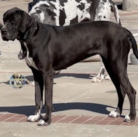 a black and white great dane standing on a brick sidewalk