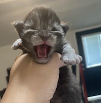 a gray kitten yawning in a person's hand