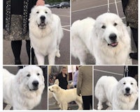 a collage of pictures of a white dog