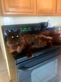 a cat laying on top of a stove