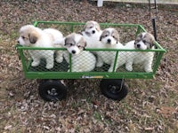 puppies in a green wagon