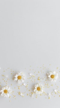 white daisies scattered on a white background