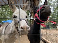 two donkeys standing behind a fence
