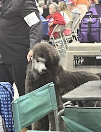 a black poodle is being held by a man at a dog show