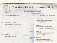 american dairy goat association certificate of regency