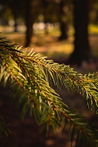 a close up of a pine branch in a park