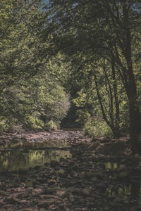 a river surrounded by trees and rocks