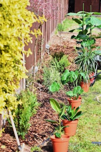 a row of potted plants in a garden