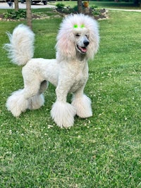 a white poodle standing in the grass