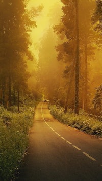 a road in a foggy forest with trees in the background