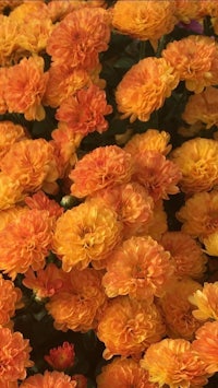 orange chrysanthemums in a garden