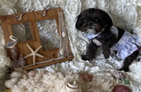 a small dog in a blue dress next to a frame with seashells