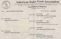 american dairy goat association certificate of registration