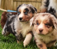 australian shepherd puppies for sale