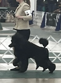 a woman walking a black poodle at a dog show