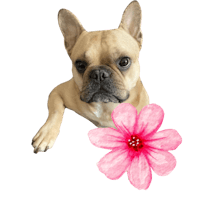 a french bulldog with a pink flower in its mouth