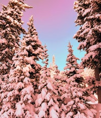 a group of trees covered in snow with a pink sky