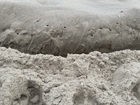 a dog in the sand