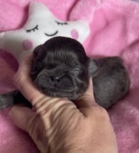 a black puppy being held by a person on a pink blanket