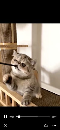 a cat is playing with a stick on a scratching post