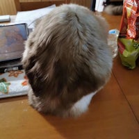 the back of a rabbit sitting on a table