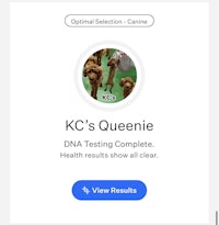 kc's queenie dna testing complete