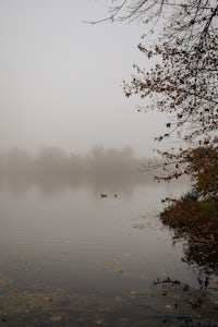 a foggy lake with ducks and trees in the background