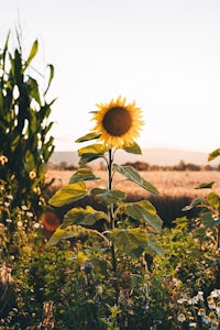 a sunflower is standing in the middle of a field