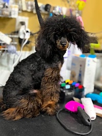 a black poodle sitting on a table in a salon