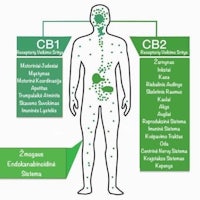 a diagram showing the benefits of cb2