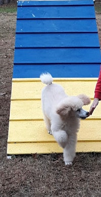 a girl is playing with a white poodle on a yellow and blue obstacle course