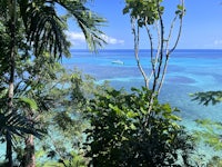 a view of the ocean from the top of a tree