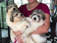 a woman is holding three puppies in her arms