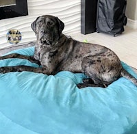 a large dog laying on a blue dog bed