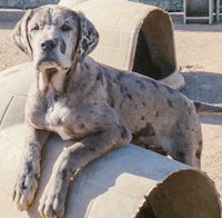 a grey and white great dane is sitting on top of a barrel