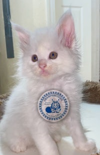 a white kitten with a blue tag sitting on top of a table