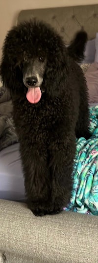 a black poodle standing on top of a bed