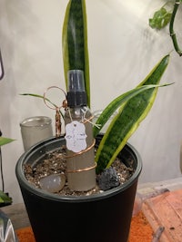 a potted plant with a bottle of essential oil on it