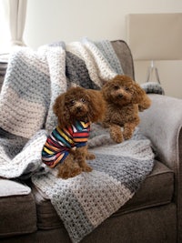 two poodles sitting on a couch under a blanket