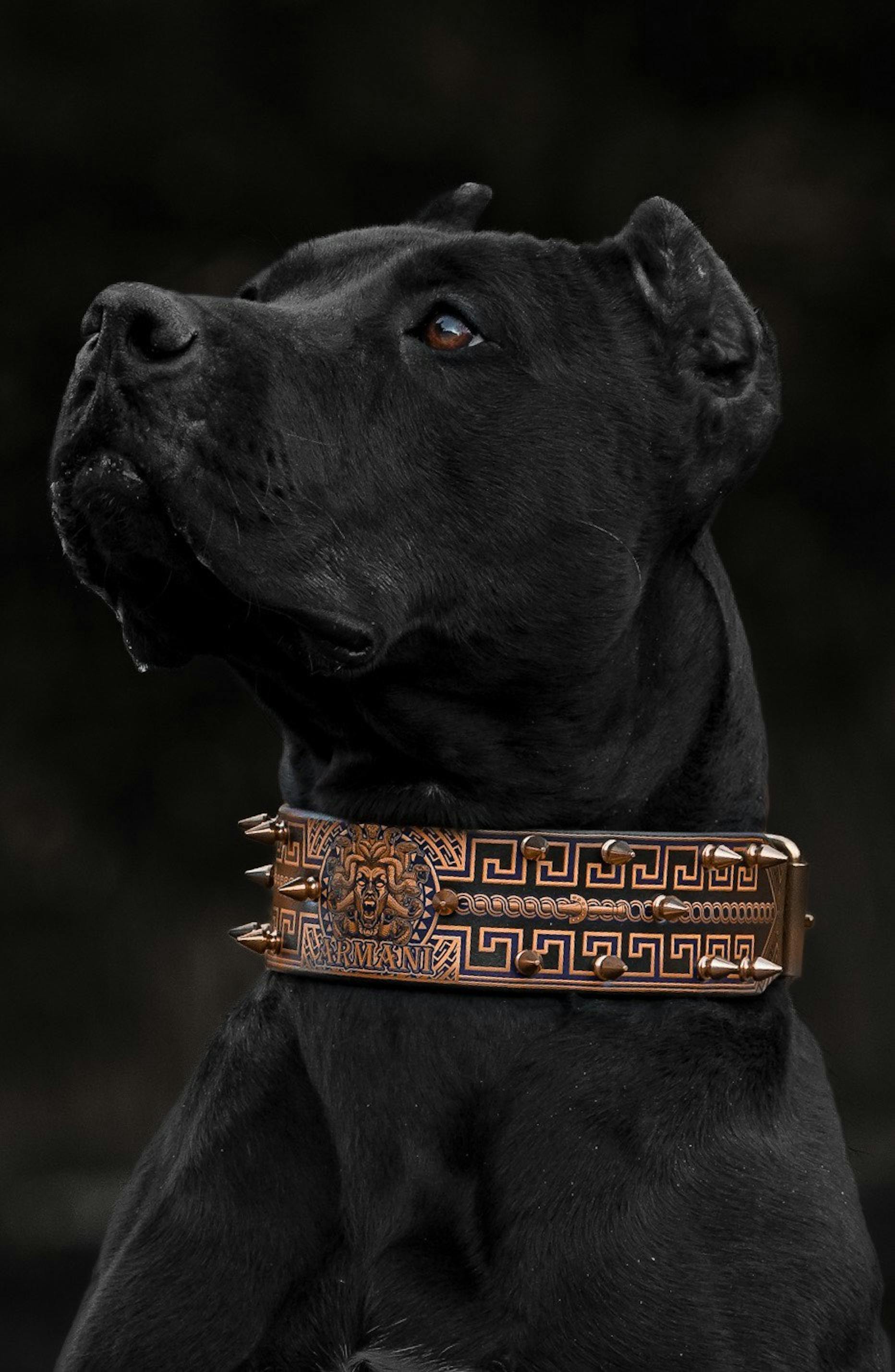 Mymadcow best sale dog collars