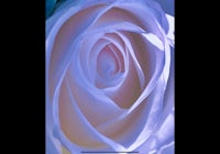 a close up image of a blue rose