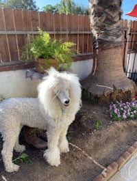 a white poodle standing next to a palm tree