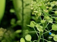a close up of a green plant with a blue dot on it